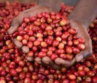 Rwanda coffee